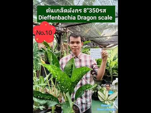 วีดีโอ: กระถางต้นไม้ Dieffenbachia ยอดนิยม: พันธุ์ไม้ Dieffenbachia ประเภทต่างๆ