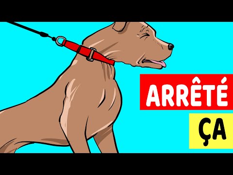 Vidéo: 8 façons de garder votre chien hors de problème