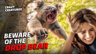 The Drop Bear: Australia's Deadliest Myth by Crazy Creatures 88,057 views 1 year ago 3 minutes, 41 seconds