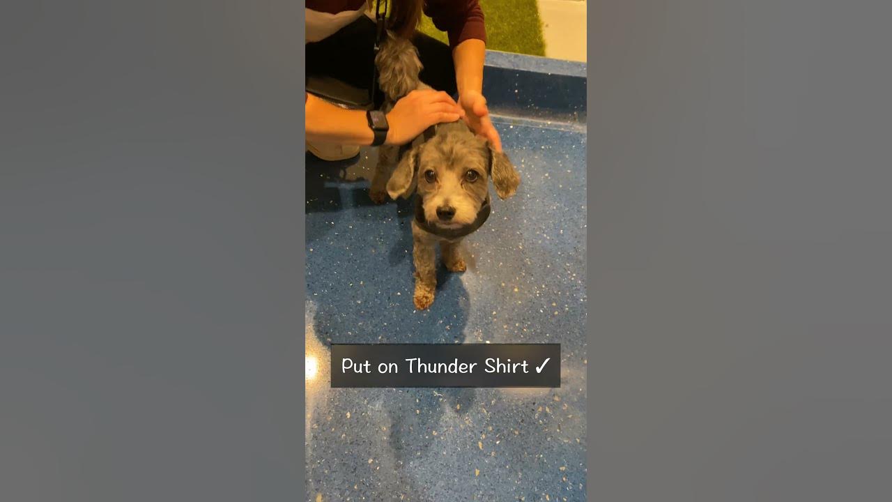 how-to-fly-your-dog-to-europe-from-canada-shorts-dogtravel