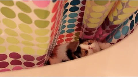 Video 10536381: exotic shorthair kitty, exotic shorthair kitten, kitten ball, kitten attacks, kitten shower