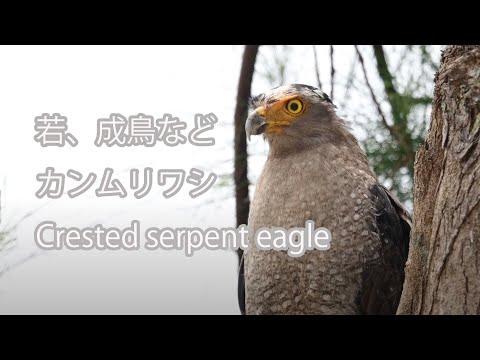 【若、成鳥など】カンムリワシ Crested serpent eagle