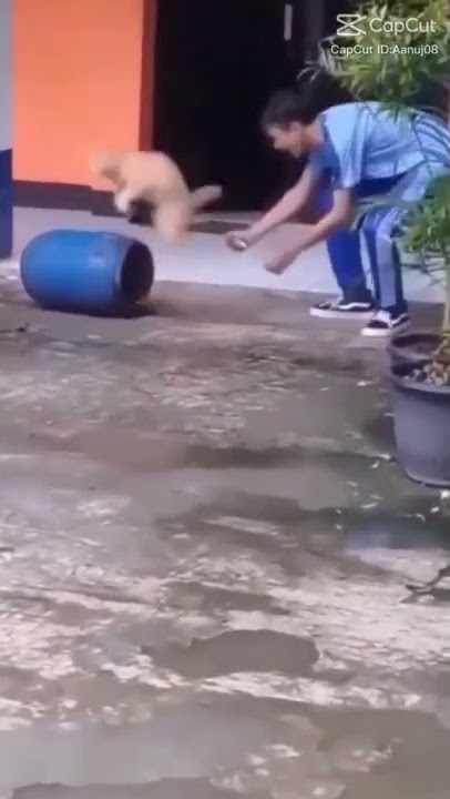 Kucing di kagetin sama orang malah loncat wkwkwkwkwkw 🤣🤣