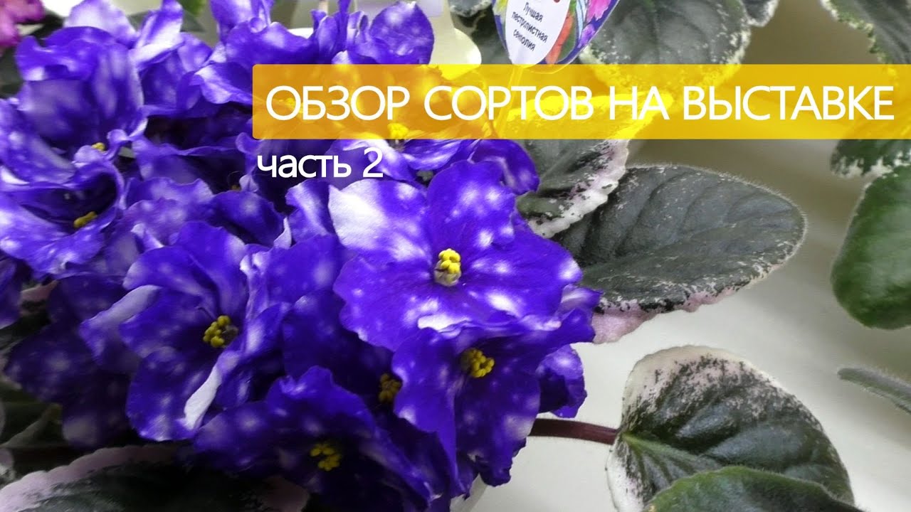 Обзор стандартных сортов сенполий на выставке в Доме Фиалки, часть 2