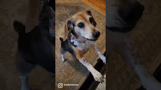 Two Of My Favorite Things!! 🎹 🍪 Arooo!! 🐾#Buddymercury #Rescuebeagle#Beagle #Trendingdogs#Pianodog