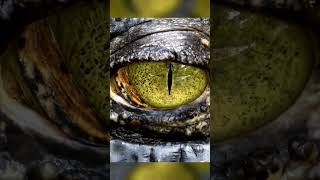 crocodiles eye colour #wildanimals #shorts