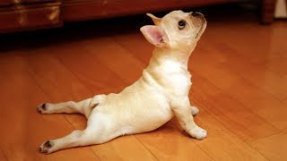 Cute is Not Enough - Funny Cats and Dogs Compilation #279 by Cute City 14,747 views 5 years ago 10 minutes, 23 seconds