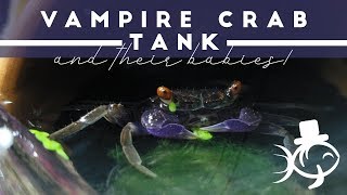 Vampire Crabs Tank and their babies!