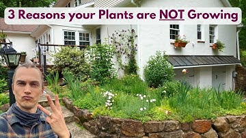 Why aren’t My Plants Growing? 3 Reasons Why