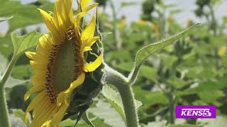 Planting Seeds of Hope | Great Day SA