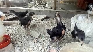 Kawanan Ayam Kampung Baru Gede Abg