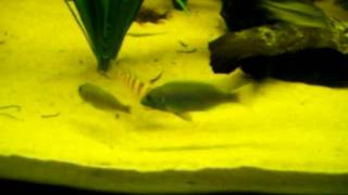 Pseudotropheus Acei spawning a second time (cont)