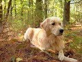 كل المعلومات عن كلاب الجولدن رتريفر GOLDEN RETRIEVER