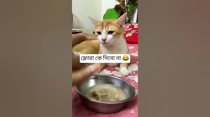 Watch the video about #funny #cuteanimal #cat #cutecat #comedy #cutepet #catshorts #catvideos #love #kitten #shorts #fun