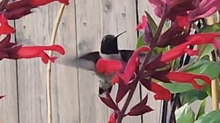 hummingbird found the red  salvia by Joanne's Hummers 21 views 4 days ago 18 seconds