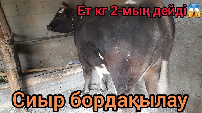 Автокөліктегі порно орысша Қисық иілген жалаңаш әйелдер