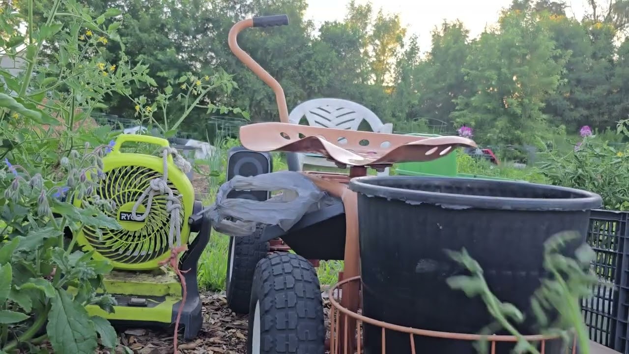 Pruning tomato plants and seed saving