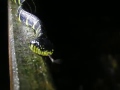 Mangrove Cat Snake (Boiga dendrophila)