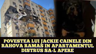 Un caine a ramas în apartamentul distrus de explozia din Rahova, ca sa il apere. Povestea lui Jackie