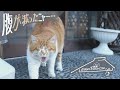 いつも仲良し『CocoKanaと新里とうふ店の猫』【とおの猫ぐらし#3】