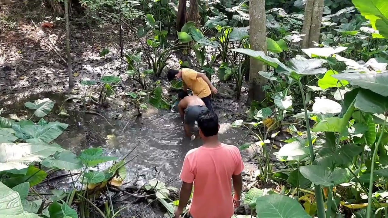 মাগুর মাছটা কিভাবে ধরলাম শেষ পর্যন্ত দেখবেন মজা লাগবে। Catch the catfish.