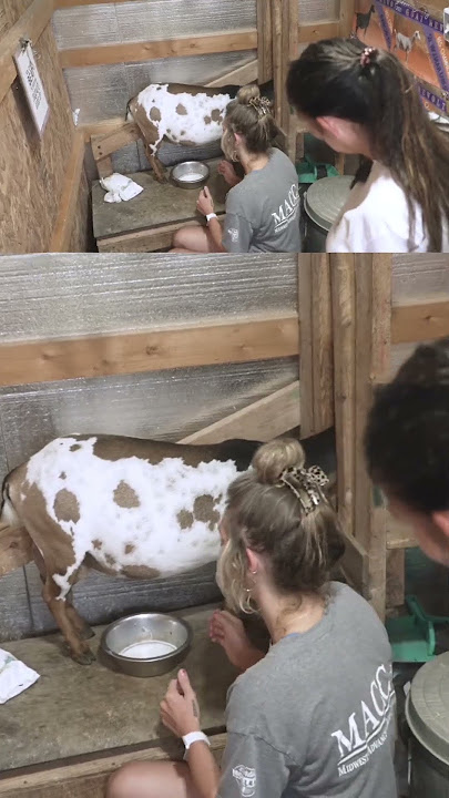 🌽 Corn farmers try milking goats! 🐐 #farming