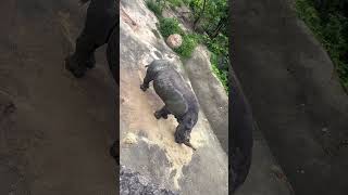 #animals #hippopotamus #zoo #taiwan #fyp