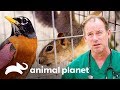 Salvando animales salvajes después de una tormenta de granizo | Dr. Jeff, Veterinario |Animal Planet