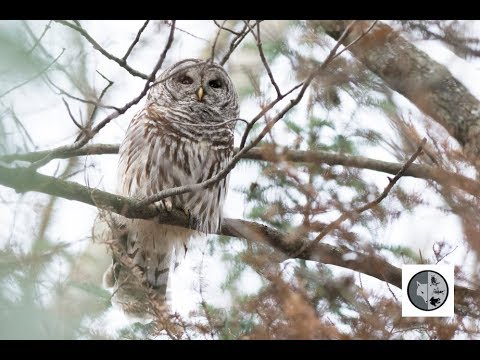 Vidéo: Est-ce que la chouette rayée hurle ?