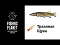 Как ловить Травяную Щуку Fishing Planet (блесна) | Фишинг Пленет Травяная Щука (Река Мадвотер)