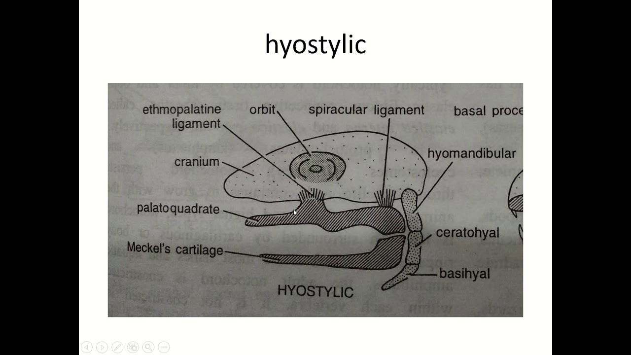 Jaw suspension YouTube