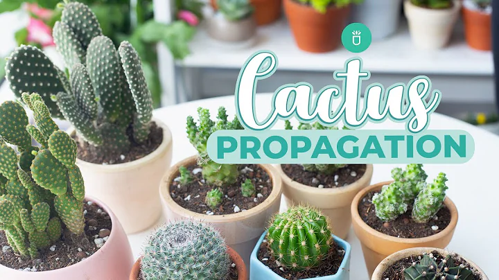 HOW TO PROPAGATE CACTUS EASY & FAST - DayDayNews