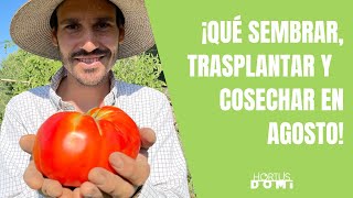 QUÉ CULTIVAR EN AGOSTO - SIEMBRAS, TRASPLANTES Y COSECHAS.
