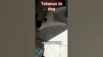Wie schnell Tetanus nach Hundebiss?