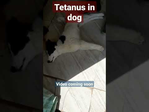 Video: Teetanus koertel