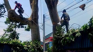 Cưa cây gỗ mềm siêu khủng, siêu khó / Sawing softwood trees is super huge and super difficult | T602