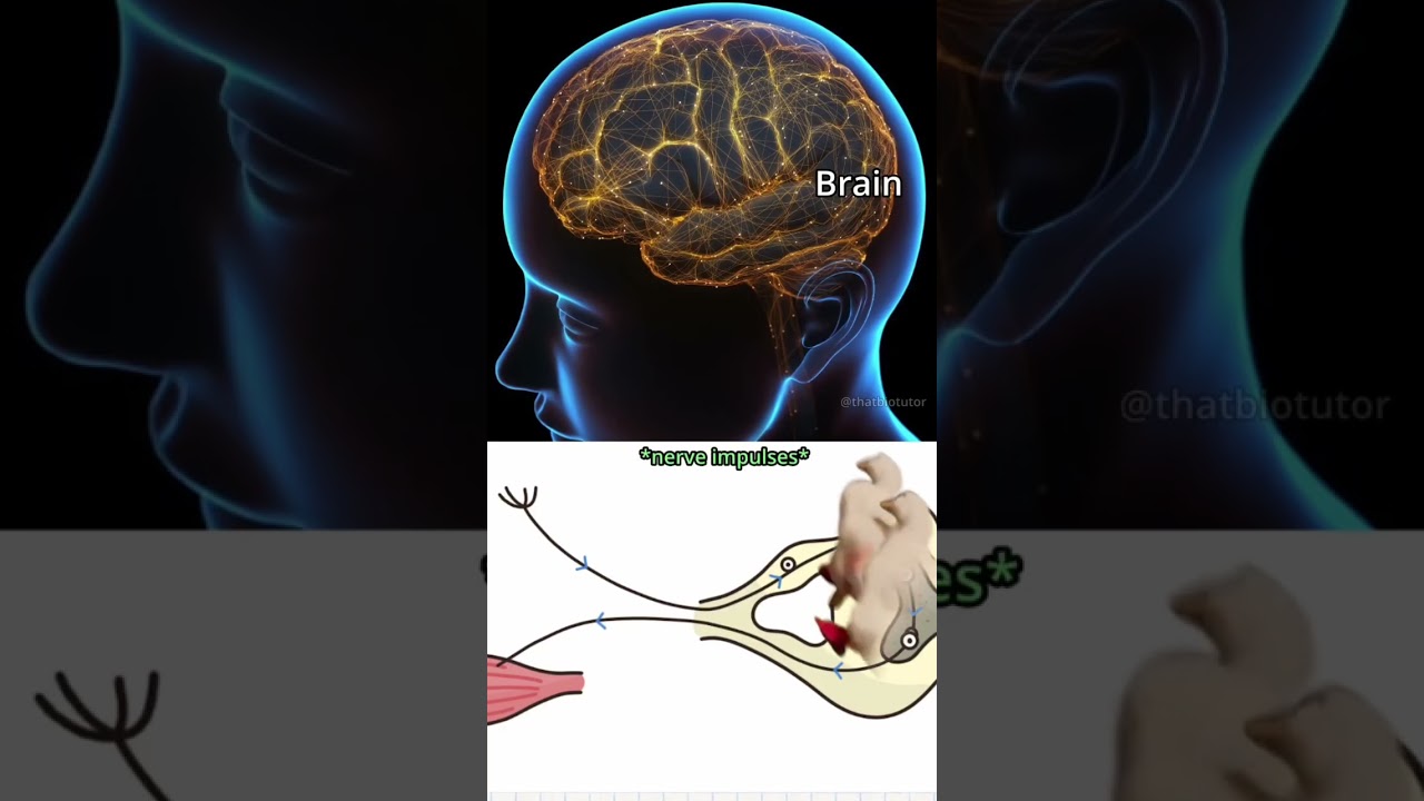 المنعكس العضلي ↪️🤝 #biology