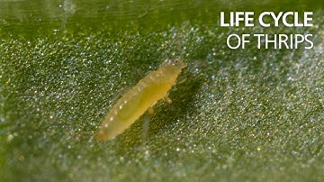 The life cycle of thrips