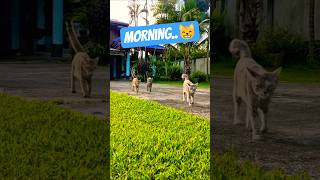 Three cute cats walk in the morning sun.😸 #cat #shorts #youtube #cats #animallovers #viral
