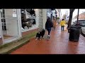 5 month old Bernese Mountain Dog Duke | My Dog Listens | Dog Training | Northern Virginia