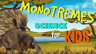 Monotremes  - The only Mammals that lay Eggs? | Science for Kids