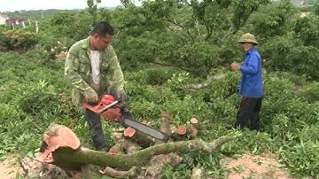 Tình trạng người dân ồ ạt phá vải thiều ở Lục Ngạn, Bắc Giang