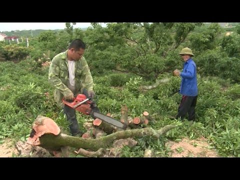 Video Tình trạng người dân ồ ạt phá vải thiều ở Lục Ngạn,... - youtube