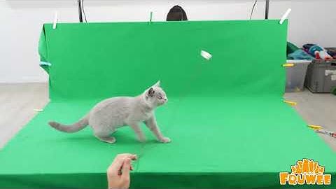 Adopt a Real Pet - On your phone!