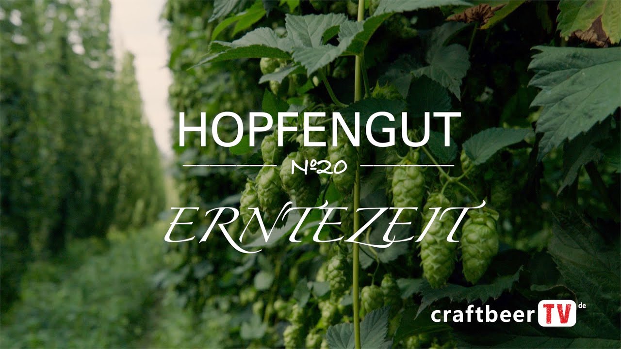Hopfengut Nº20 