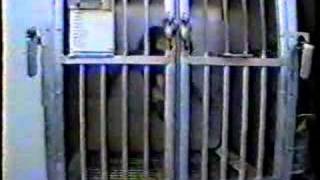 Save The Shamrock Monkeys Campaign-The End