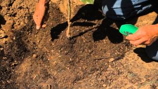 How to Transplant a Very Young Magnolia Tree : Garden Savvy