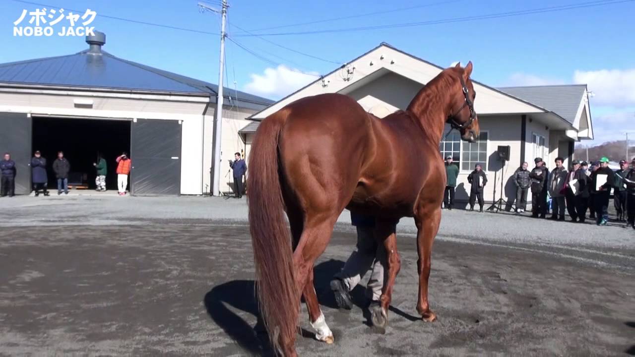 ノボジャック(Nobo Jack)日高スタリオンステーション種牡馬展示会2015 YouTube
