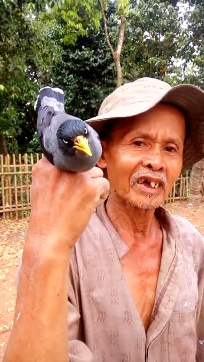 Suara burung bagus jalak kebo