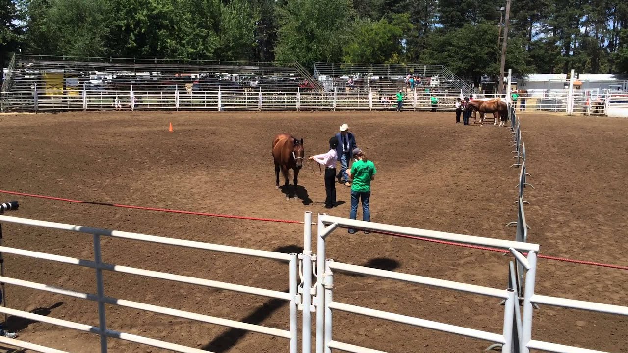 Showmanship Clackamas County 4H Fair Alli & Buddy YouTube